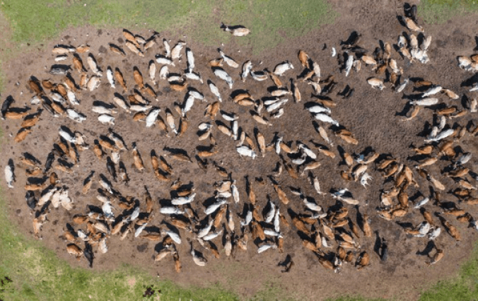 Application of Drones in Agriculture in India