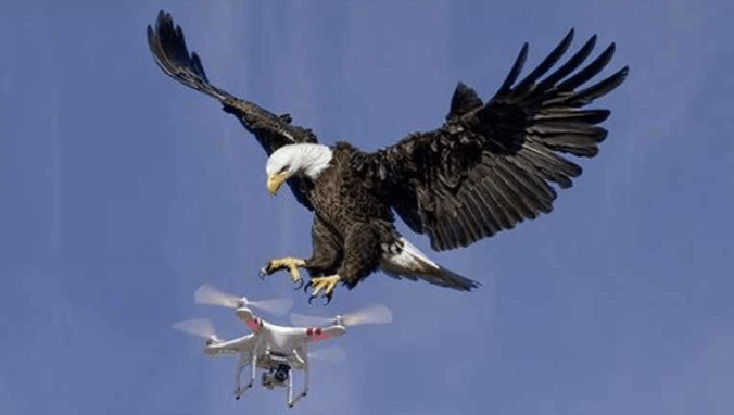 Birds attacking drone